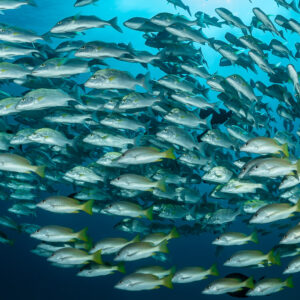 Large school of grunts with yellow tails filling the frame, Baja California Sur, Mexico
