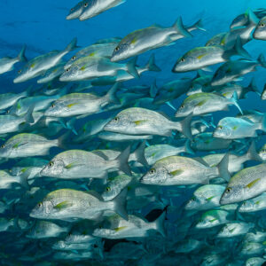 Grunts swimming past in rows under bright surface light, Baja California Sur, Mexico