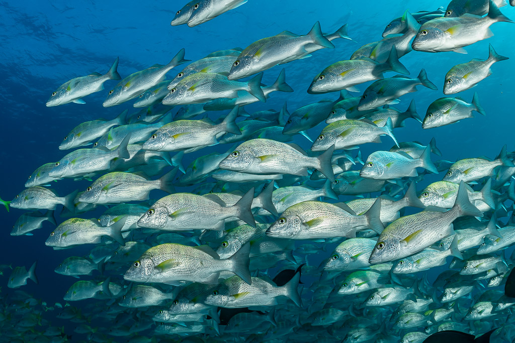 Grunts swimming past in rows under bright surface light, Baja California Sur, Mexico