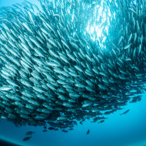 Massive bigeye trevally school forming a dome under the sunburst, Cabo Pulmo, Baja California Sur, Mexico