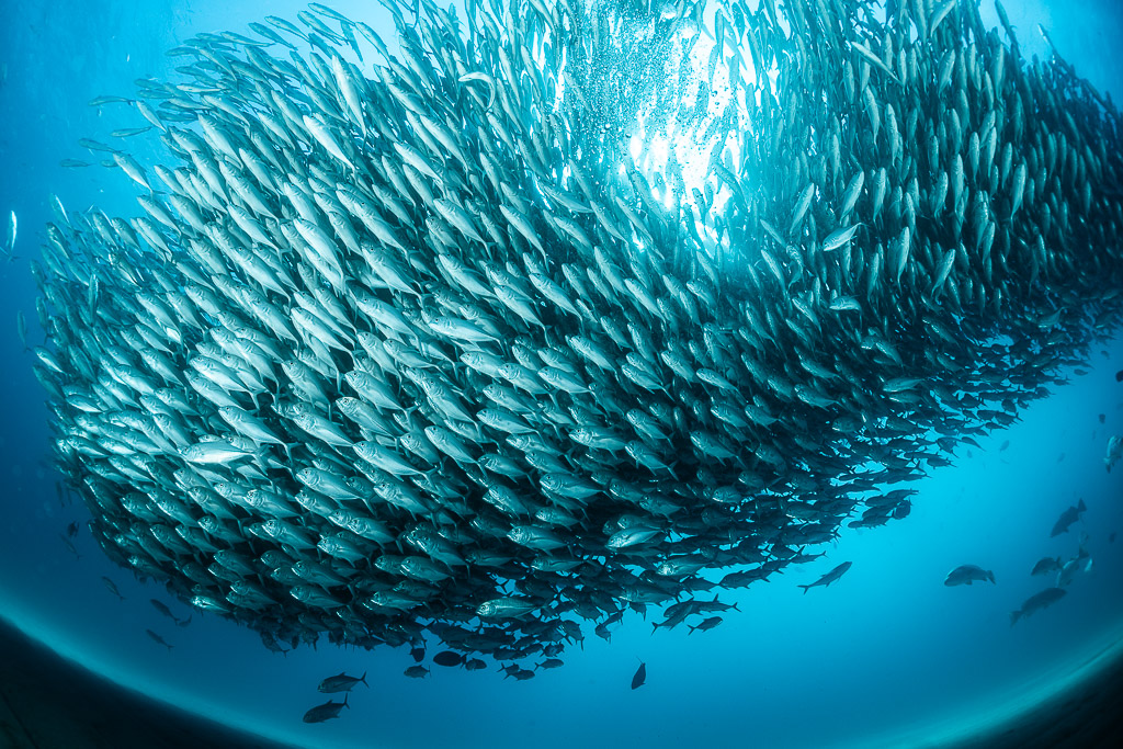Massive bigeye trevally school forming a dome under the sunburst, Cabo Pulmo, Baja California Sur, Mexico
