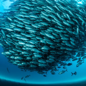 Bigeye trevally school swirling as a giant ball in blue water, Cabo Pulmo, Baja California Sur, Mexico