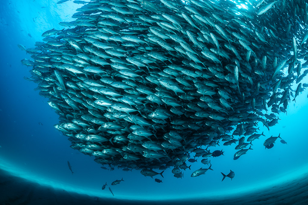 Bigeye trevally school swirling as a giant ball in blue water, Cabo Pulmo, Baja California Sur, Mexico