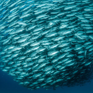 Wall of bigeye trevallies filling the frame in a slow spiral, Cabo Pulmo, Baja California Sur, Mexico