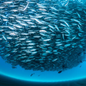 Bigeye trevally ball seen with fisheye curve and bright edges, Cabo Pulmo, Baja California Sur, Mexico