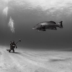 Black-and-white image of a diver facing a large gulf grouper above sand, Cabo Pulmo, Baja California Sur, Mexico