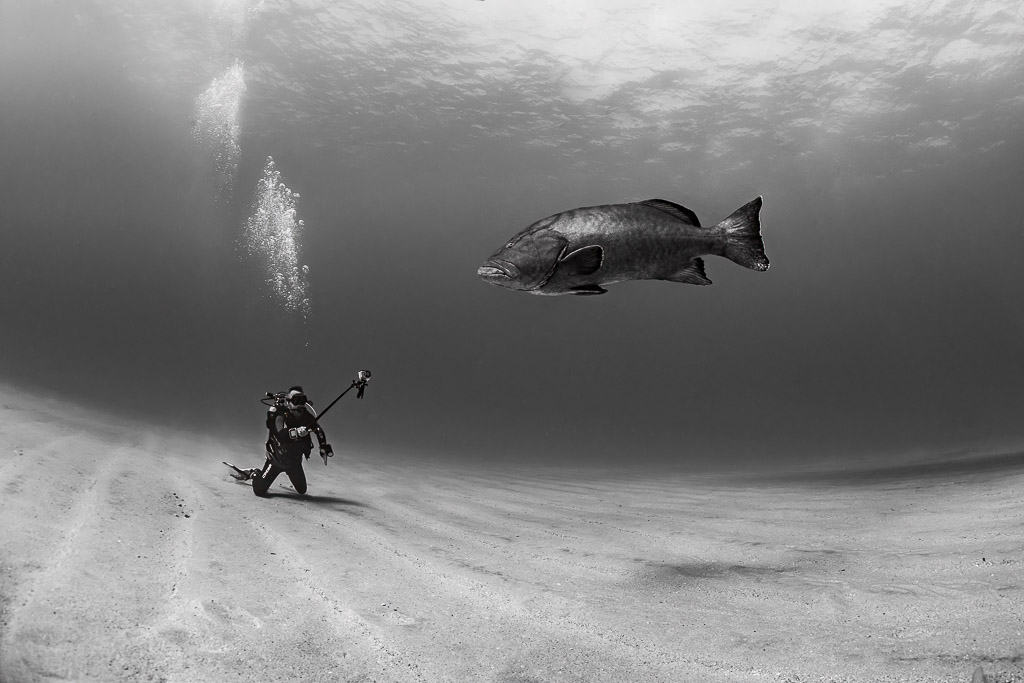 Black-and-white image of a diver facing a large gulf grouper above sand, Cabo Pulmo, Baja California Sur, Mexico