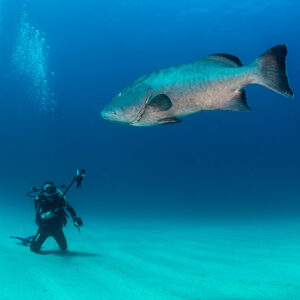 Large gulf grouper hovering above a kneeling diver on white sand, Cabo Pulmo, Baja California Sur, Mexico