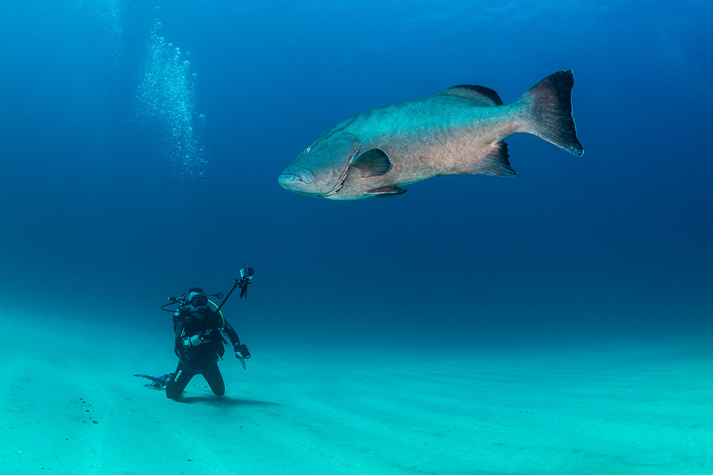 Large gulf grouper hovering above a kneeling diver on white sand, Cabo Pulmo, Baja California Sur, Mexico