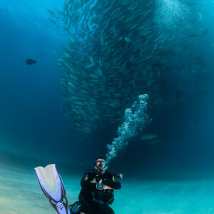 Vertical frame of a diver kneeling beneath a towering trevally school, Cabo Pulmo, Baja California Sur, Mexico