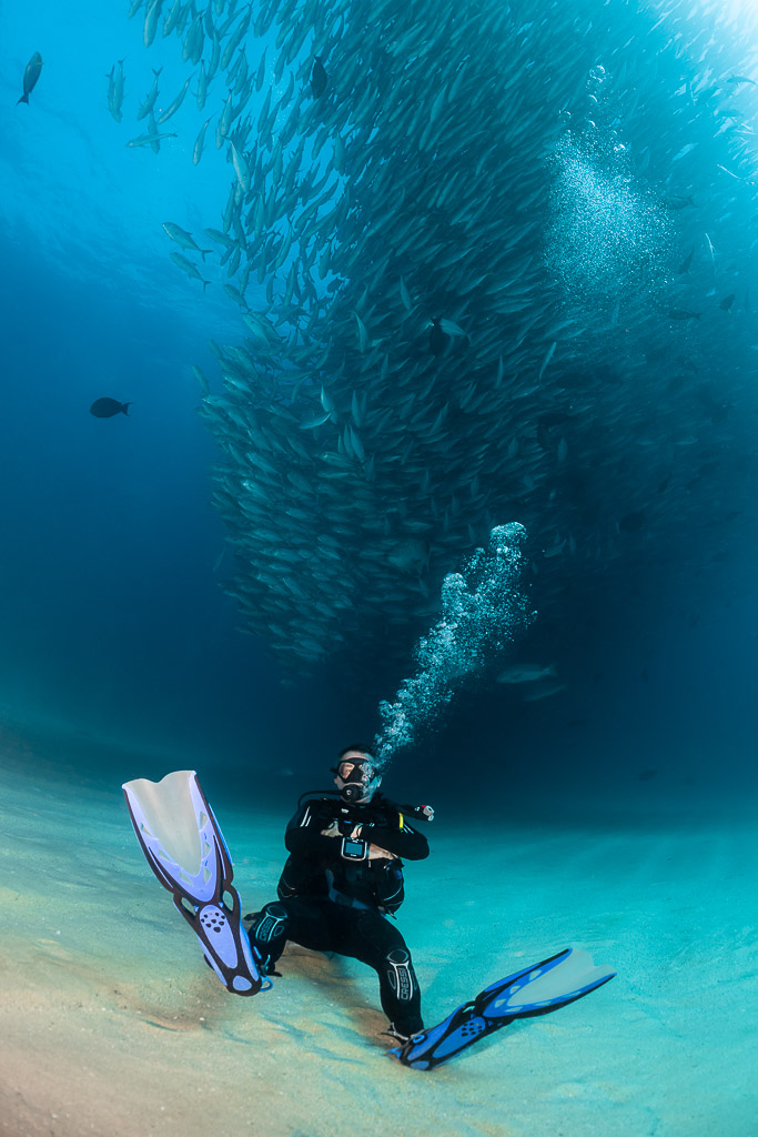 Vertical frame of a diver kneeling beneath a towering trevally school, Cabo Pulmo, Baja California Sur, Mexico