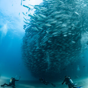 Bigeye trevally column rising above divers on the sandy bottom, Cabo Pulmo, Baja California Sur, Mexico