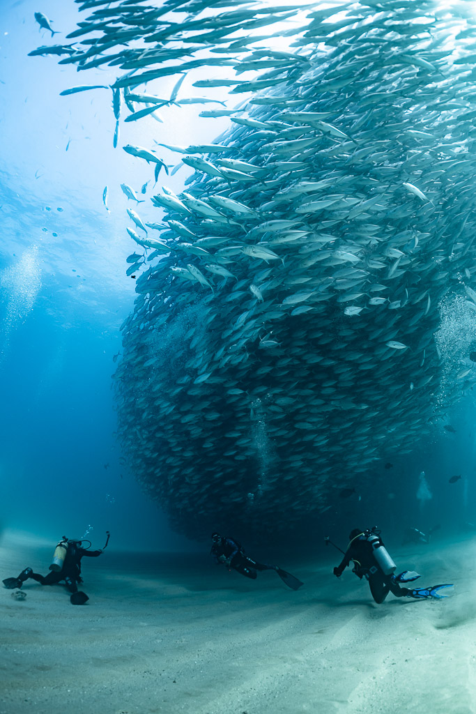 Bigeye trevally column rising above divers on the sandy bottom, Cabo Pulmo, Baja California Sur, Mexico
