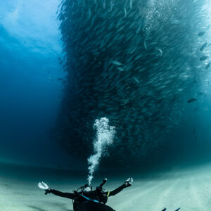 Diver lying spread-eagled on the sand under a trevally tornado, Cabo Pulmo, Baja California Sur, Mexico