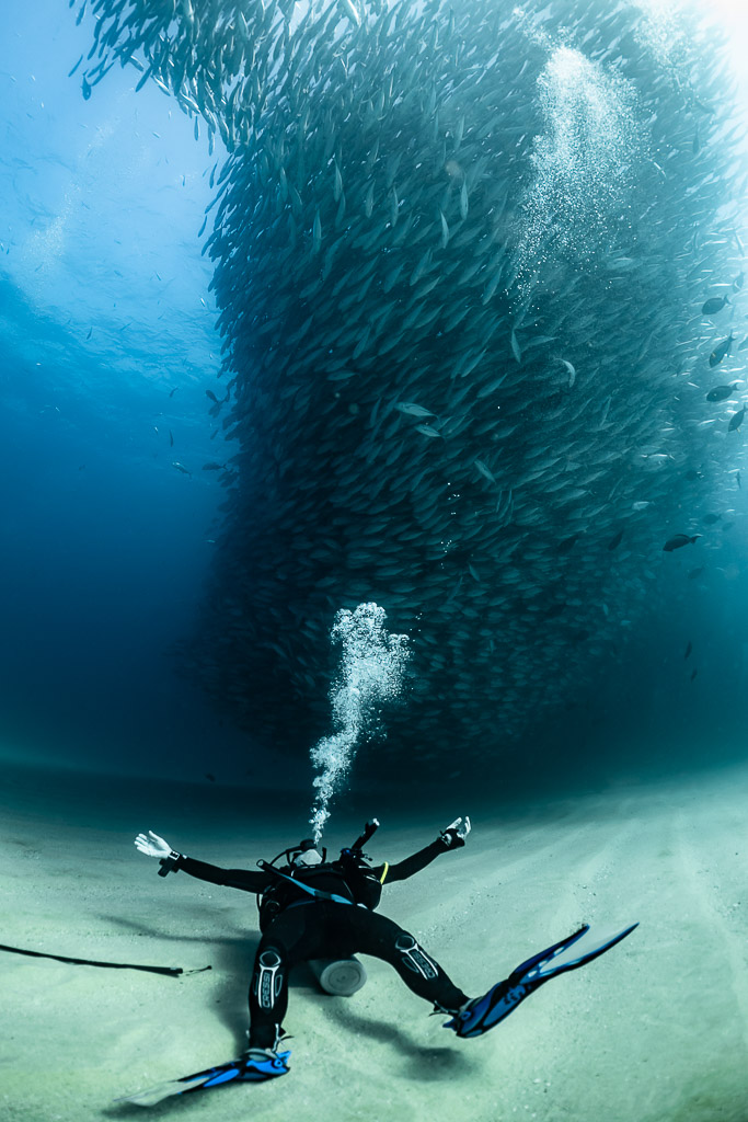 Diver lying spread-eagled on the sand under a trevally tornado, Cabo Pulmo, Baja California Sur, Mexico