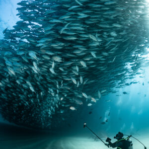 Diver filming with a pole beside a dense trevally school, Cabo Pulmo, Baja California Sur, Mexico