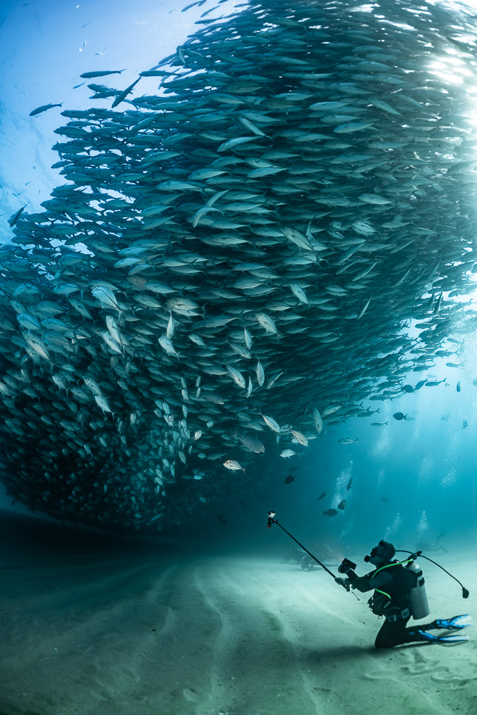Diver filming with a pole beside a dense trevally school, Cabo Pulmo, Baja California Sur, Mexico