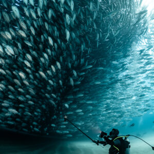 Diver with camera pole dwarfed by a wall of bigeye trevallies, Cabo Pulmo, Baja California Sur, Mexico