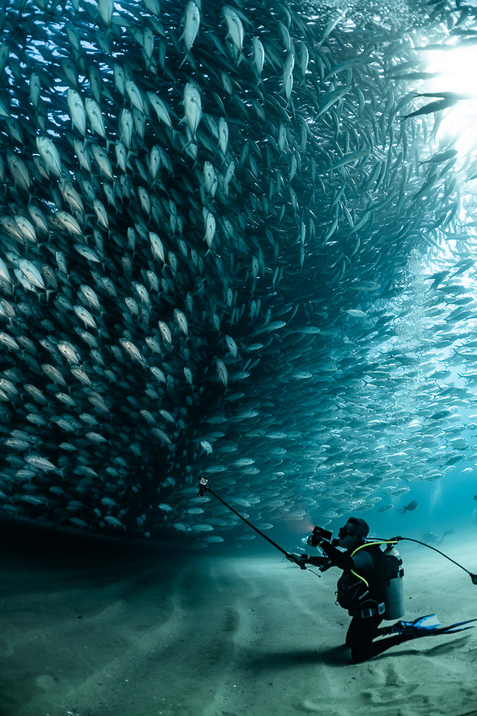 Diver with camera pole dwarfed by a wall of bigeye trevallies, Cabo Pulmo, Baja California Sur, Mexico
