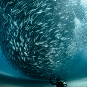 Diver on the sand looking up at a vast trevally ball, Cabo Pulmo, Baja California Sur, Mexico