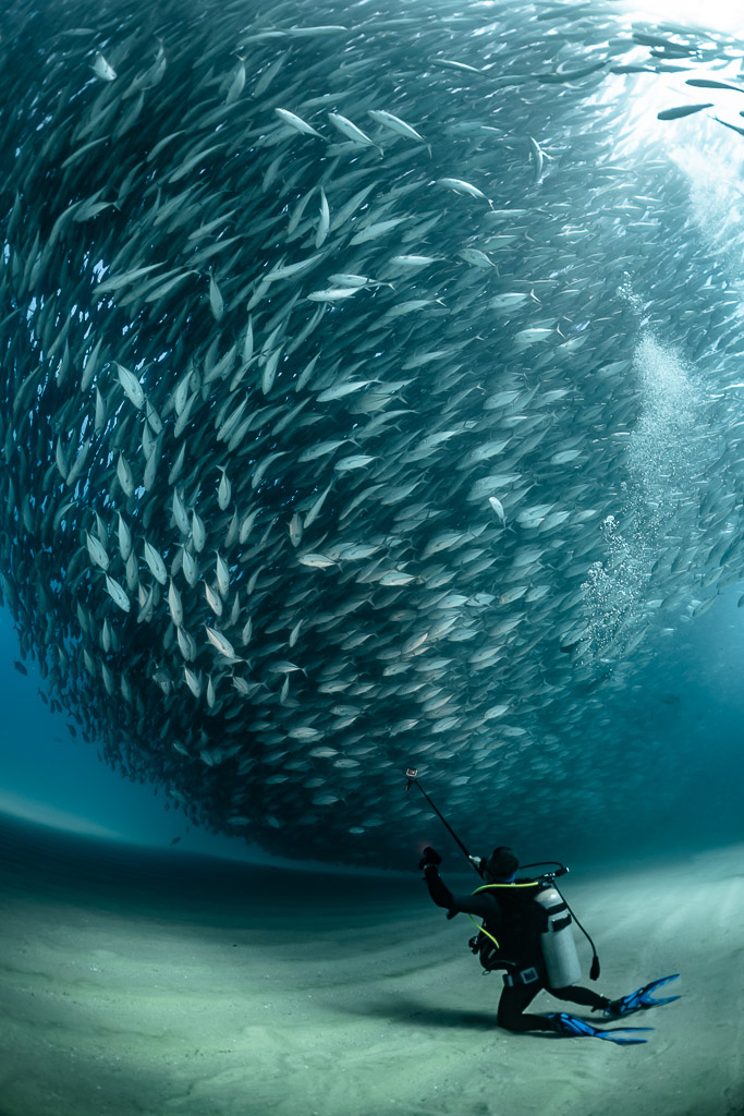 Diver on the sand looking up at a vast trevally ball, Cabo Pulmo, Baja California Sur, Mexico