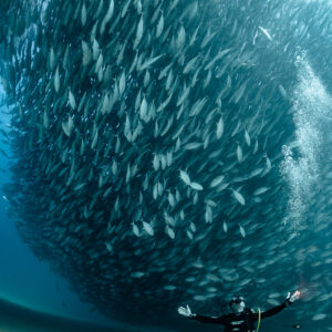 Diver kneeling arms wide open under a huge bigeye trevally ball, Cabo Pulmo, Baja California Sur, Mexico