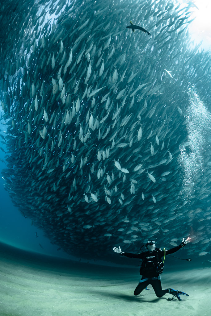 Diver kneeling arms wide open under a huge bigeye trevally ball, Cabo Pulmo, Baja California Sur, Mexico
