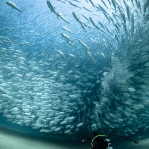 Diver with lit torch under a spiralling trevally school, Cabo Pulmo, Baja California Sur, Mexico
