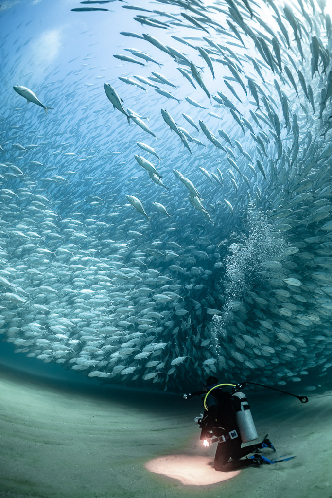 Diver with lit torch under a spiralling trevally school, Cabo Pulmo, Baja California Sur, Mexico