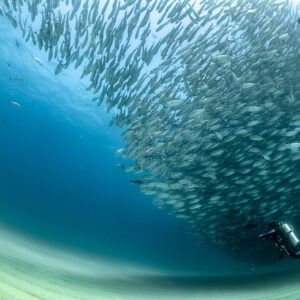 Diver swimming along the base of a curving trevally school, Cabo Pulmo, Baja California Sur, Mexico
