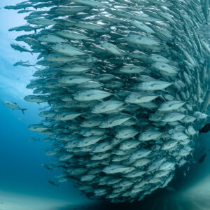 Vertical frame of a dense trevally school sweeping over the sand, Cabo Pulmo, Baja California Sur, Mexico