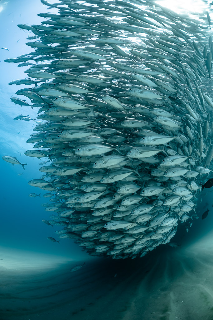 Vertical frame of a dense trevally school sweeping over the sand, Cabo Pulmo, Baja California Sur, Mexico