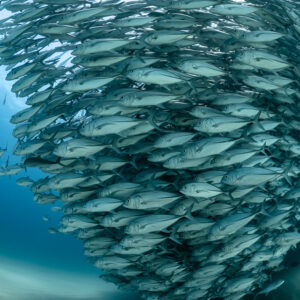 Vue verticale rapprochée de carangues serrées en colonne tournante, Cabo Pulmo, Basse-Californie du Sud, Mexique