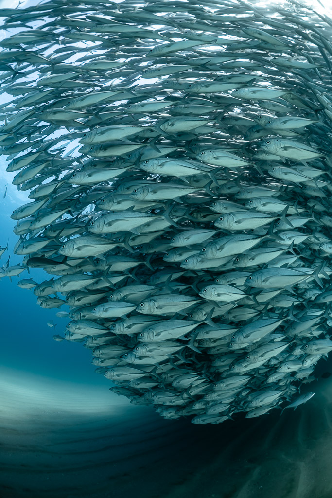 Vue verticale rapprochée de carangues serrées en colonne tournante, Cabo Pulmo, Basse-Californie du Sud, Mexique