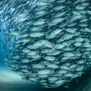 Vertical frame of trevallies curling into a tight vortex, Cabo Pulmo, Baja California Sur, Mexico