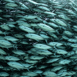 Close texture of bigeye trevallies swimming in tight rows, Cabo Pulmo, Baja California Sur, Mexico