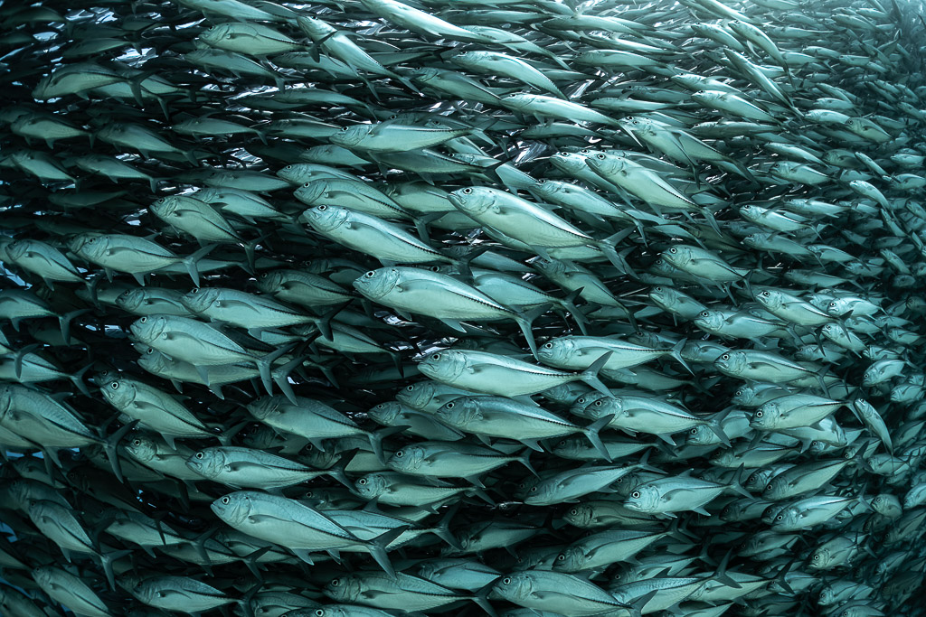 Close texture of bigeye trevallies swimming in tight rows, Cabo Pulmo, Baja California Sur, Mexico