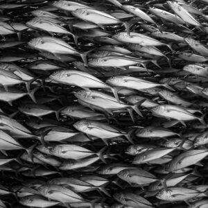 Black-and-white close texture of densely packed bigeye trevallies, Cabo Pulmo, Baja California Sur, Mexico