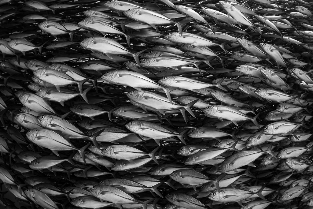 Black-and-white close texture of densely packed bigeye trevallies, Cabo Pulmo, Baja California Sur, Mexico