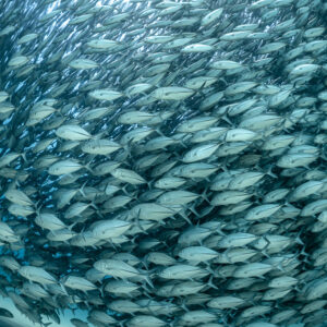 Wall of trevallies seen from inside the school in green-blue tones, Cabo Pulmo, Baja California Sur, Mexico