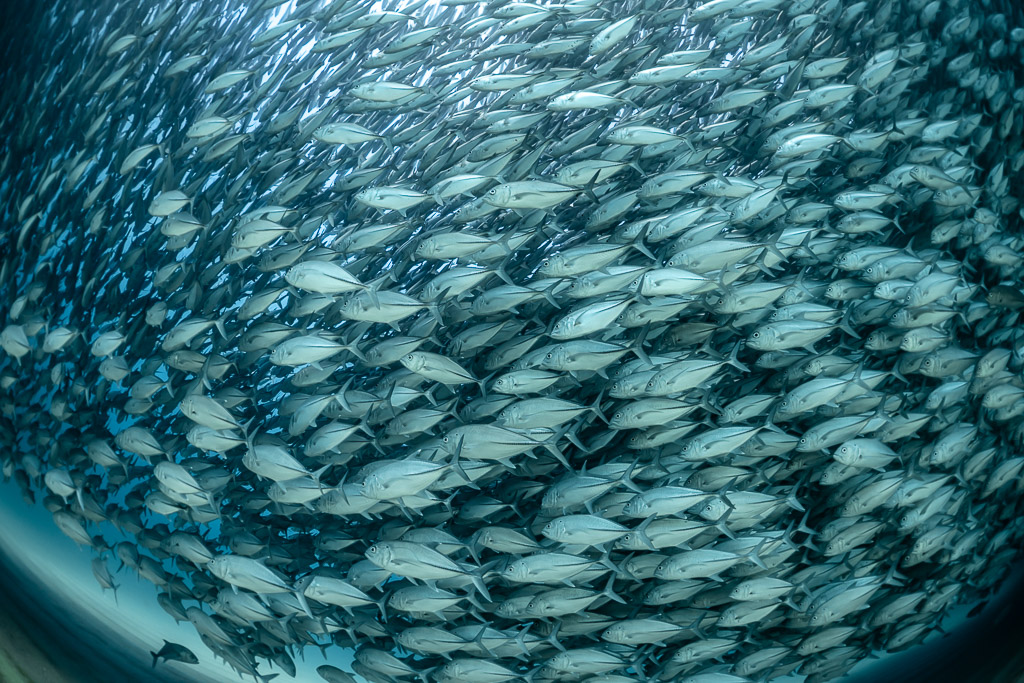 Wall of trevallies seen from inside the school in green-blue tones, Cabo Pulmo, Baja California Sur, Mexico