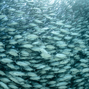 Bigeye trevallies filling the frame edge to edge in soft light, Cabo Pulmo, Baja California Sur, Mexico