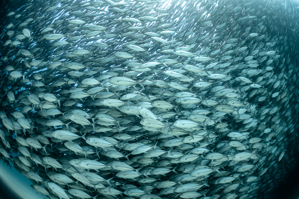 Bigeye trevallies filling the frame edge to edge in soft light, Cabo Pulmo, Baja California Sur, Mexico
