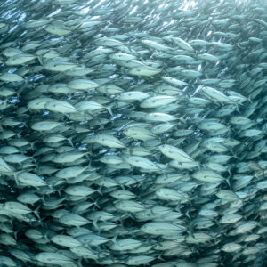 Dense trevally school with light filtering from top right, Cabo Pulmo, Baja California Sur, Mexico