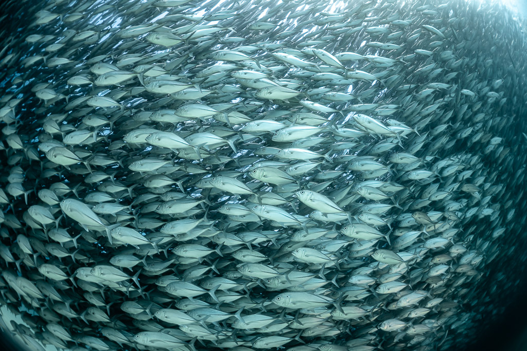 Banc dense de carangues avec la lumière filtrant en haut à droite, Cabo Pulmo, Basse-Californie du Sud, Mexique