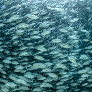 Trevallies flowing diagonally in a tight mass of silver bodies, Cabo Pulmo, Baja California Sur, Mexico