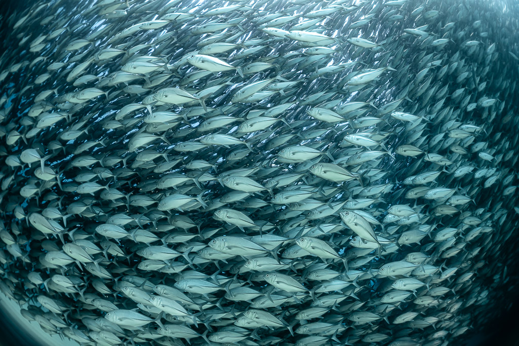 Trevallies flowing diagonally in a tight mass of silver bodies, Cabo Pulmo, Baja California Sur, Mexico