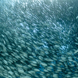 Thinner part of a trevally school with blue gaps between fish, Cabo Pulmo, Baja California Sur, Mexico
