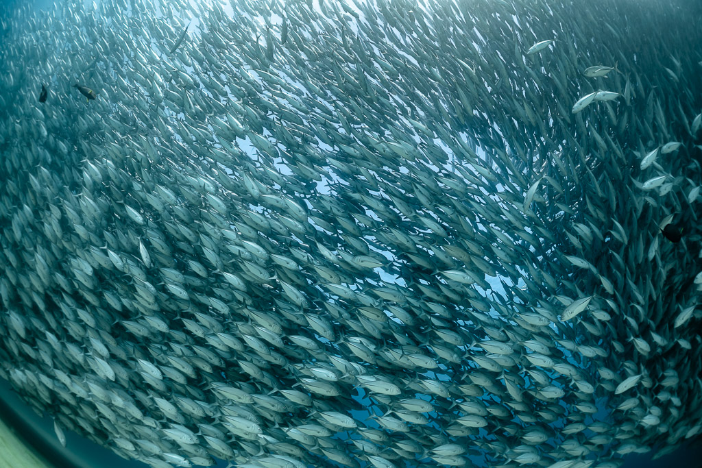 Thinner part of a trevally school with blue gaps between fish, Cabo Pulmo, Baja California Sur, Mexico