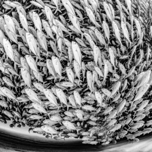 Black-and-white fisheye view of trevallies swirling around a diver, Cabo Pulmo, Baja California Sur, Mexico
